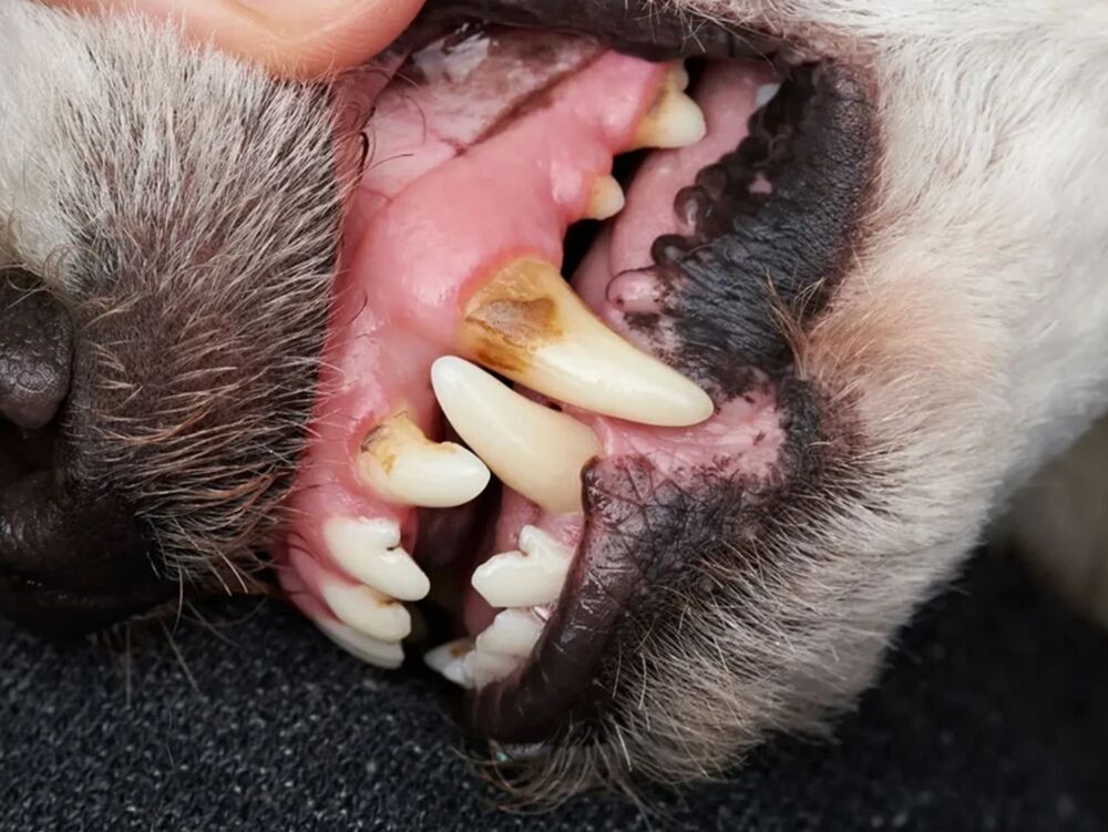 Dog's teeth covered in plaque and tartar